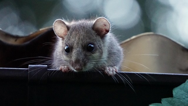 Gutter and Roof Repairs Before Winter: What Perth Homes Should Check Now